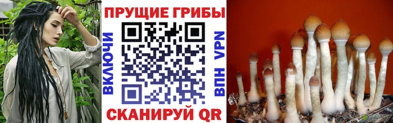 Псилоцибиновые грибы мицелий  где продают   ОМГ ОМГ как войти  Улан-Удэ 